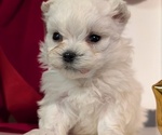 Small #8 Maltese