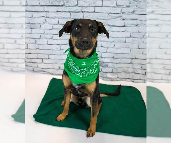 Medium Photo #3 Mutt Puppy For Sale in Kennesaw, GA, USA
