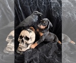 Small Photo #15 Doberman Pinscher Puppy For Sale in YUCCA VALLEY, CA, USA