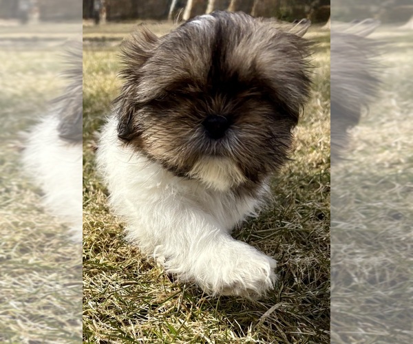 Medium Photo #9 Shih Tzu Puppy For Sale in FAIR HAVEN, MI, USA