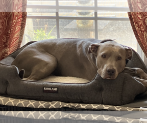American Staffordshire Terrier-Unknown Mix Dogs for adoption in Decatur, GA, USA