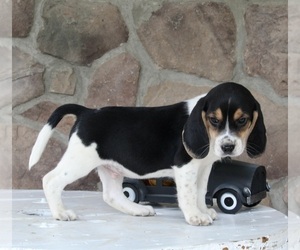 Beagle-Mutt Mix Puppy for sale in FREDERICKSBURG, OH, USA