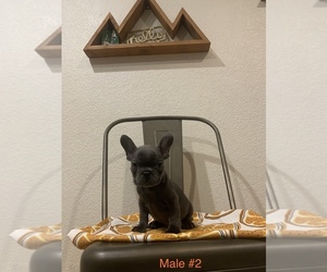 French Bulldog Puppy for sale in SACRAMENTO, CA, USA