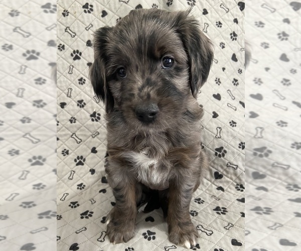 Medium Photo #1 Goldendoodle Puppy For Sale in CENTURIA, WI, USA