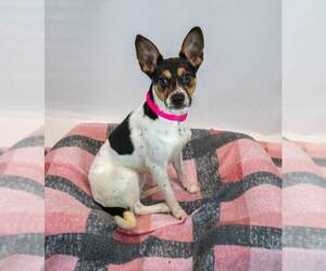Darla - Male Jack-Rat Terrier Dog for Adoption - Photo #2
