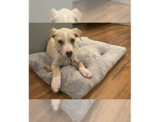 Medium Labrador Retriever Mix