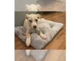 Small Labrador Retriever Mix