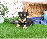 Small #3 Schnauzer (Miniature)