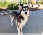 Small #1 Siberian Husky
