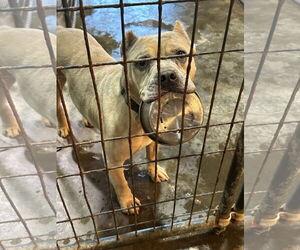American Staffordshire Terrier-Unknown Mix Dogs for adoption in Jackson, MS, USA