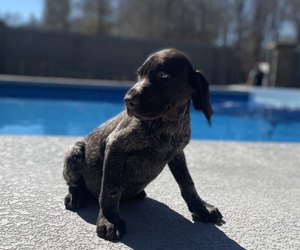 German Shorthaired Pointer Puppy for sale in EASTMAN, GA, USA