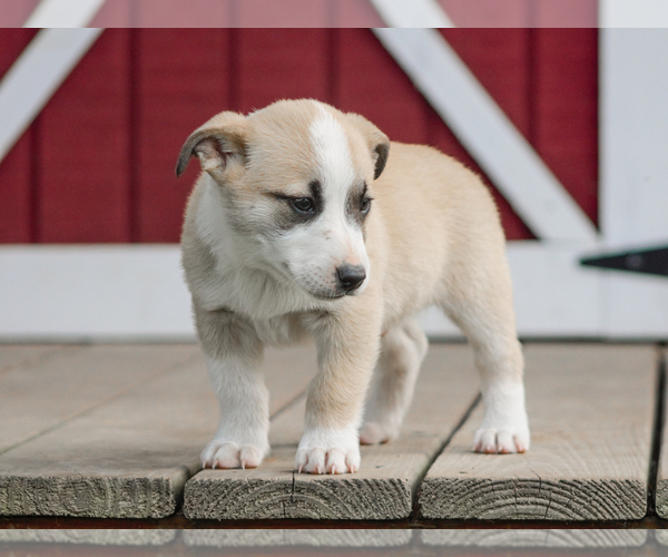 Medium Photo #3 Pembroke Welsh Corgi Puppy For Sale in LIBERTY, KY, USA