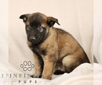 Small #3 Belgian Malinois