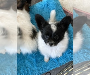 Papillon Puppy for Sale in CREOLA, Alabama USA