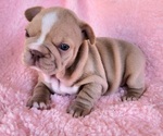 Small Photo #1 French Bulldog Puppy For Sale in LAS VEGAS, NV, USA