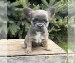 Small #3 French Bulldog