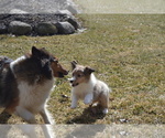 Small #1 Shetland Sheepdog