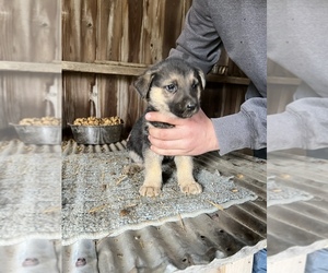 German Shepherd Dog Puppy for sale in SCOTTSBURG, IN, USA