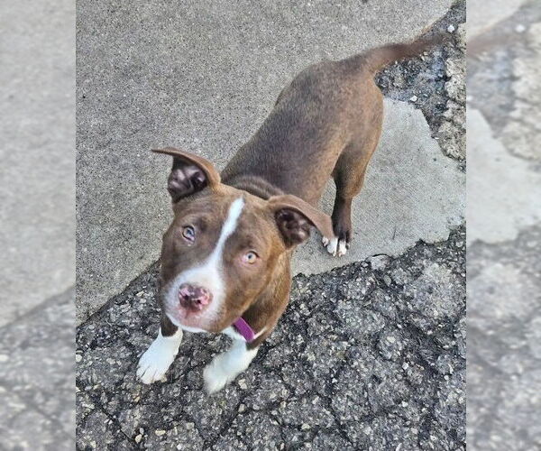 Medium Photo #3 Mutt Puppy For Sale in Evansville, IN, USA