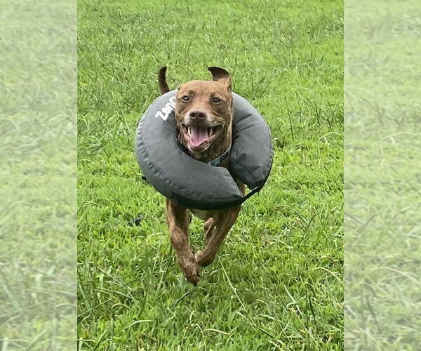 Medium Photo #3 American Pit Bull Terrier-Unknown Mix Puppy For Sale in Virginia Beach, VA, USA