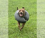 Small #2 American Pit Bull Terrier Mix