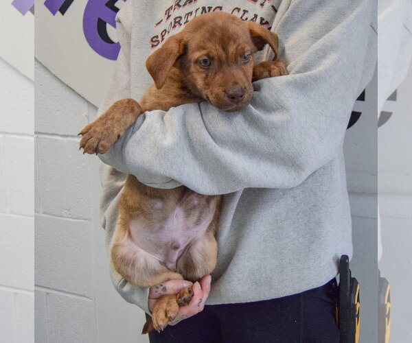 Medium Photo #3 Catahoula Leopard Dog-Labrador Retriever Mix Puppy For Sale in Huntley, IL, USA