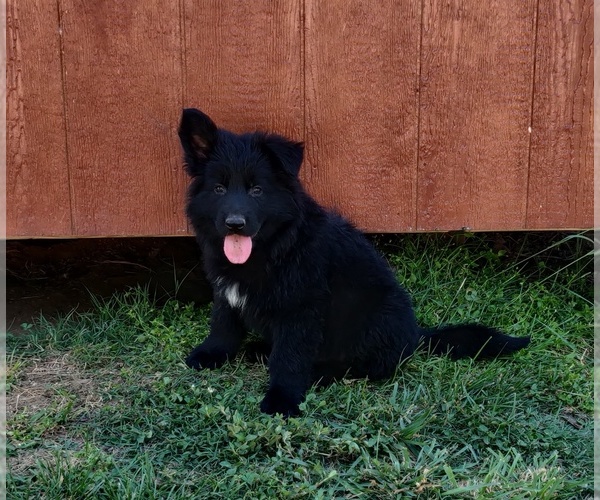 Medium Photo #3 German Shepherd Dog Puppy For Sale in COUCH, MO, USA