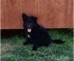 Small #2 German Shepherd Dog
