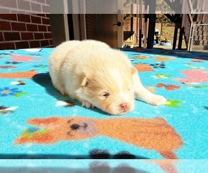 Pomeranian Puppy for sale in DAWSONVILLE, GA, USA