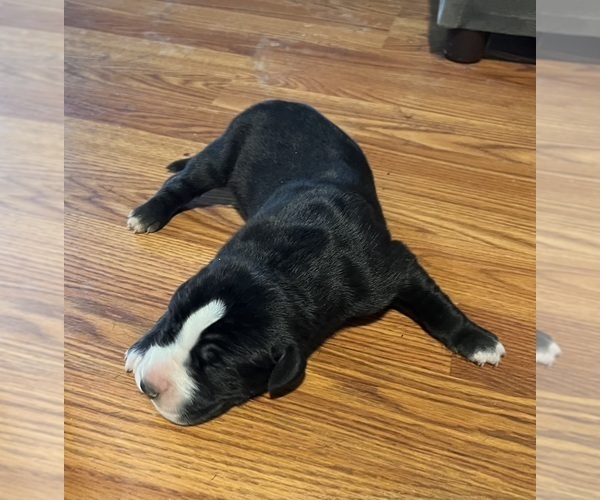 Medium Photo #1 Great Dane Puppy For Sale in MAYSVILLE, KY, USA