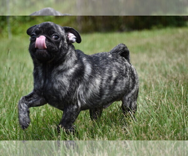 Medium Photo #3 Pug Puppy For Sale in PALM COAST, FL, USA