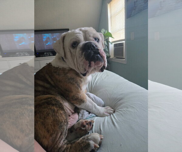 Medium Photo #4 Bulldog Puppy For Sale in St. Louis Park, MN, USA