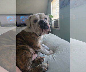 Josiah - Male Bulldog Dog for Adoption - Photo #4
