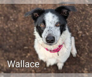 Border Collie-Unknown Mix Dogs for adoption in McKinleyville, CA, USA