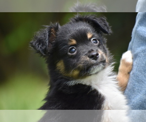 Miniature Australian Shepherd Puppy for sale in PALM COAST, FL, USA
