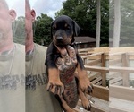 Small Photo #15 Doberman Pinscher Puppy For Sale in NEWTON, NC, USA
