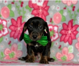 Dachshund Puppy for sale in LANCASTER, PA, USA