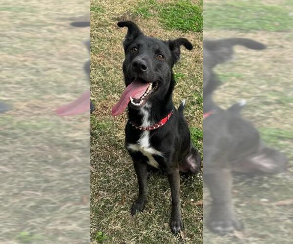 Medium Photo #1 Dutch Shepherd -Unknown Mix Puppy For Sale in Texas City, TX, USA