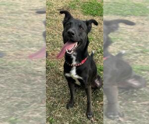 Dutch Shepherd -Unknown Mix Dogs for adoption in Texas City, TX, USA