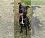 Small Dutch Shepherd  Mix
