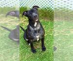 Small #1 Labrador Retriever Mix