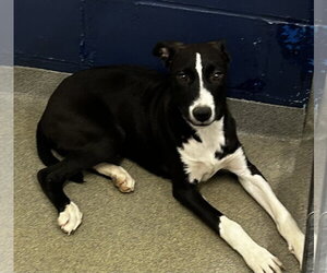 Labrador Retriever-Unknown Mix Dogs for adoption in Sterling, MA, USA