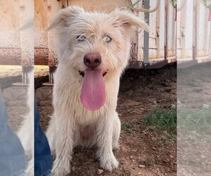 Mutt Dogs for adoption in Grafton, WI, USA