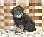 Small #3 Schnauzer (Miniature)