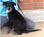 Small #5 Chihuahua Mix
