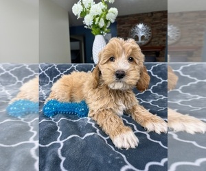 Havanese Puppy for sale in GREENFIELD, IN, USA