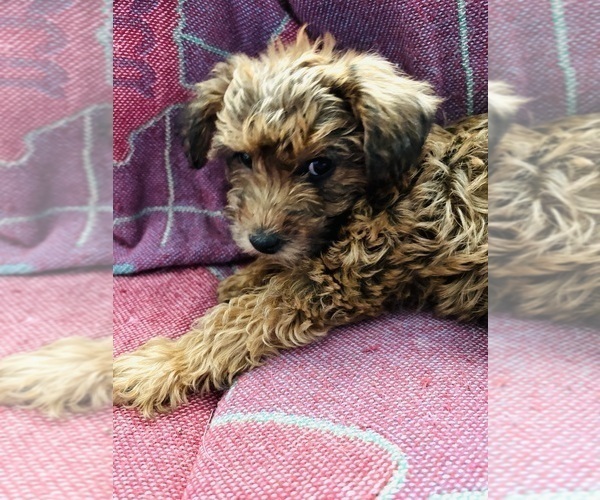 Medium Photo #18 Poocan Puppy For Sale in FAIR OAKS, CA, USA