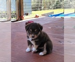 Small Photo #15 Miniature Australian Shepherd Puppy For Sale in MIDDLEBURG, FL, USA