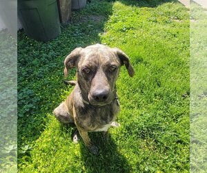 American Bulldog-Bloodhound Mix Dogs for adoption in Mechanicsburg, PA, USA