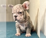 Small Photo #3 French Bulldog Puppy For Sale in KANSAS CITY, MO, USA